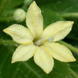 PALMIER HAWAIEN- BRIGHAMIA INSIGNIS - QUESTION 1335